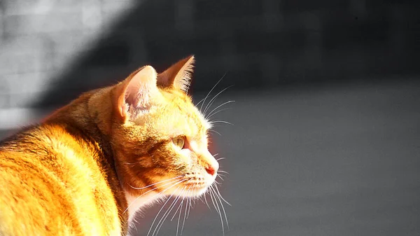 Portrait of cute domestic bright yellow cat close up on the gray background. — Stock Photo, Image