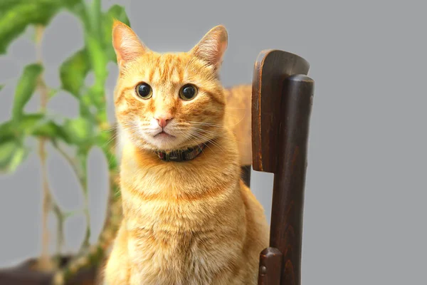 Cute pomarańczowy kot siedzi na drewnianym krześle na szarym tle. — Zdjęcie stockowe