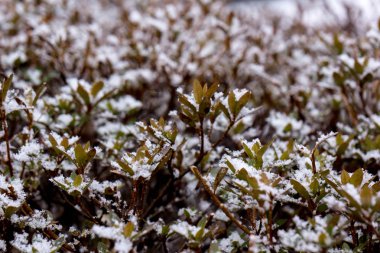 Frost, donmuş yaprakları yaprakları