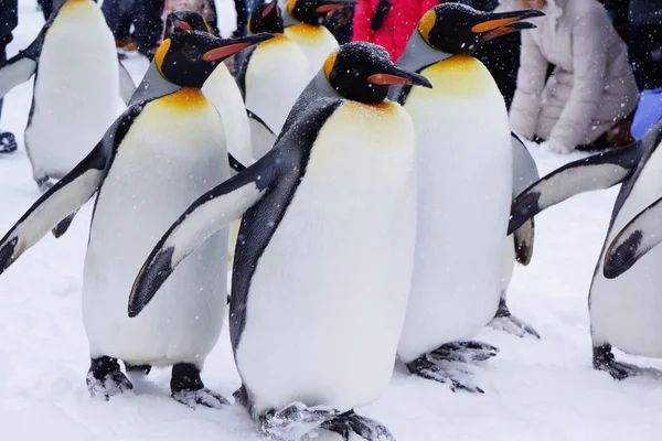 Penguin on the snow — Stock Photo, Image