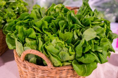 Yeşil marul hydroponic
