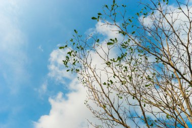 Kuru ağaç ve mavi gökyüzü, bulut arka plan