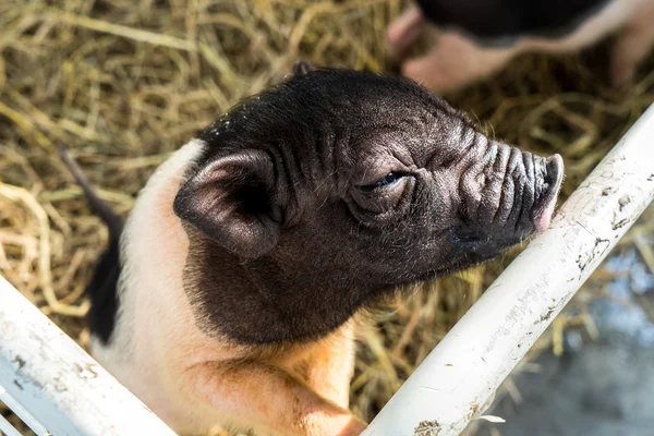 Dwarf hog in the cage — Stock Photo, Image