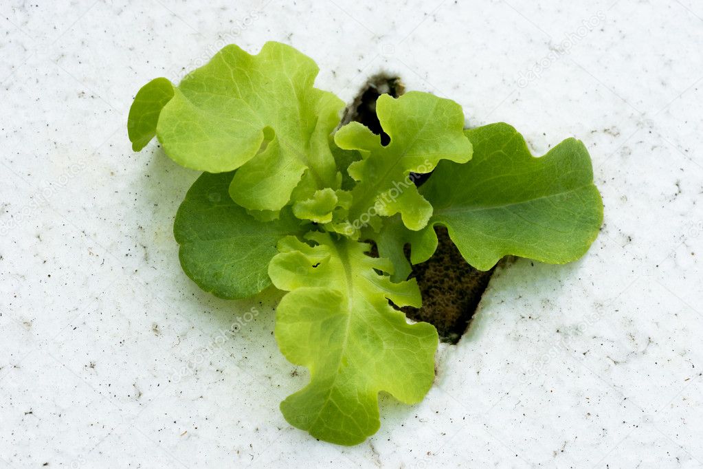 Sprout green oak Lettuce hydroponic , on pond foam