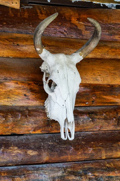 Cuerno de vaca y cráneo en textura de madera — Foto de Stock