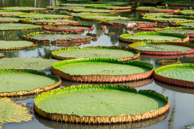 Yeşil büyük lotus yaprağı suyu