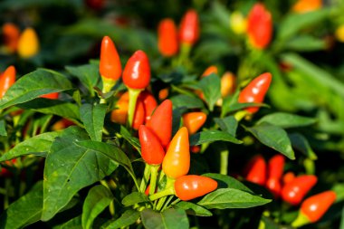 Kırmızı sevimli süs biber (Capsicum annuum sebze bahçesinde)