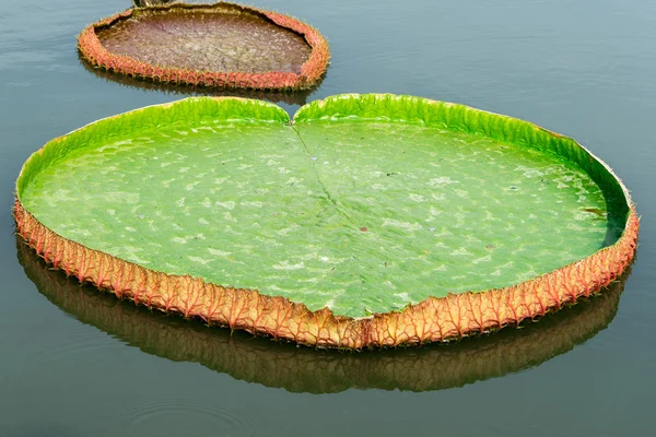 Yeşil büyük lotus yaprağı suyu