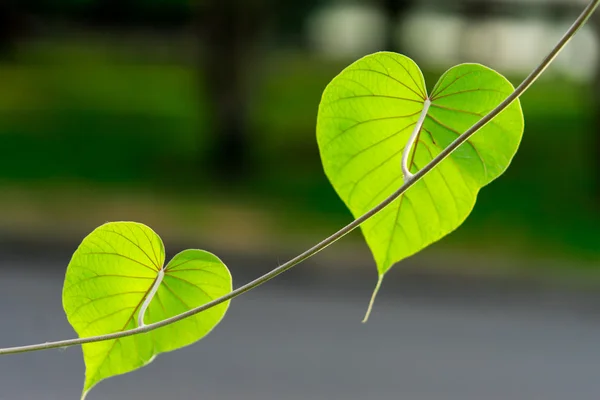 Vele blad van de boom in de vorm van hart — Stockfoto