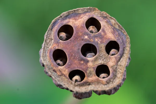 Mevsimlik arka plan üzerinde eski lotus pod kapatın — Stok fotoğraf