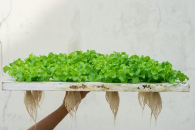 Yeşil meşe marul hydroponic gölet köpük üzerinde Filiz