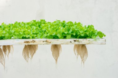 Yeşil meşe marul hydroponic gölet köpük üzerinde Filiz