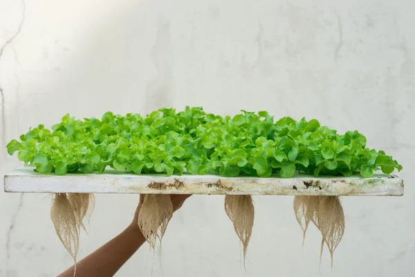 Yeşil meşe marul hydroponic gölet köpük üzerinde Filiz
