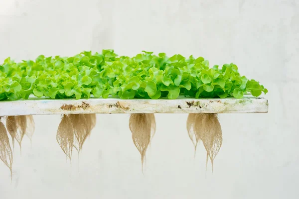Yeşil meşe marul hydroponic gölet köpük üzerinde Filiz