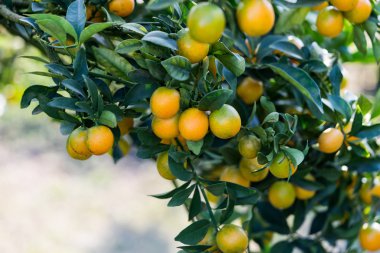 Portakal ağacı - turuncu çiftlik - Orange Park