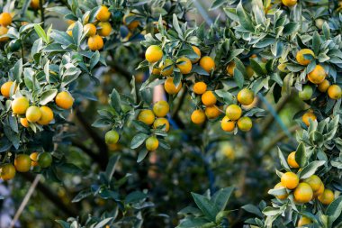 Portakal ağacı - turuncu çiftlik - Orange Park