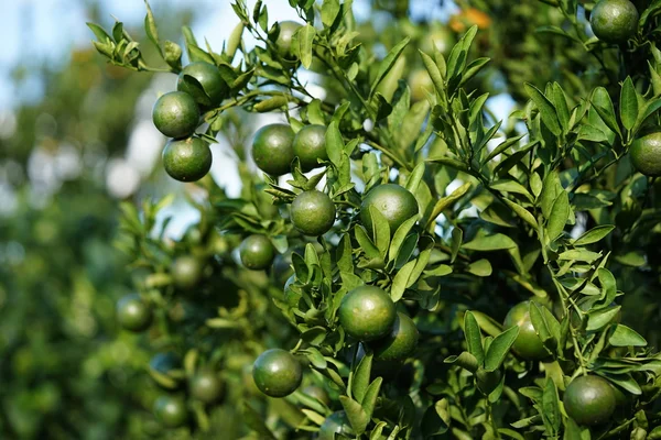 Portakal ağacı - turuncu çiftlik - Orange Park