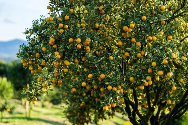 Portakal ağacı - turuncu çiftlik - Orange Park