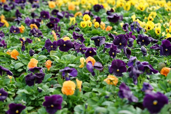Ljusa Panola pansy i trädgården, blommor — Stockfoto