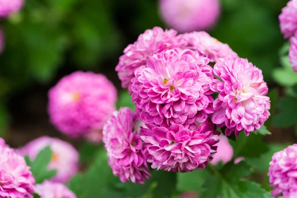 Pink Rose de Rescht i trädgården — Stockfoto