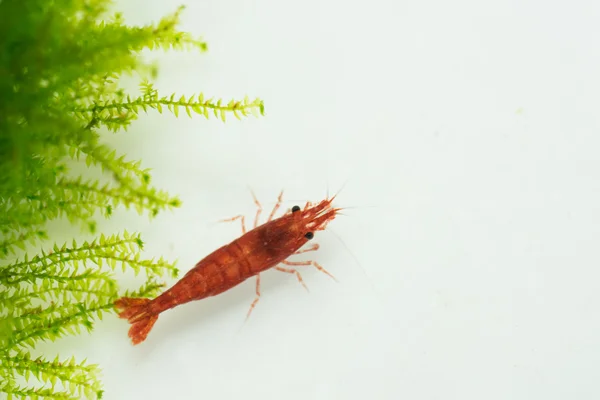 ateş kırmızı karides (Neocaridina heteropoda)