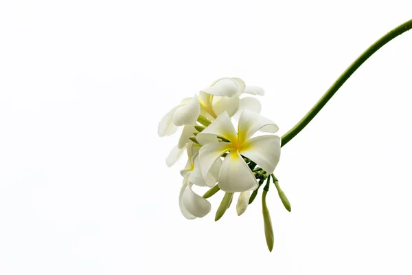 Biały kwiat na białym tle biały frangipani — Zdjęcie stockowe