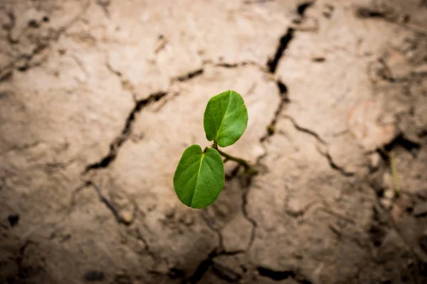 Plant in gedroogde gebarsten modder — Stockfoto