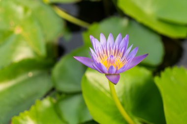 Suda nilüfer çiçeği