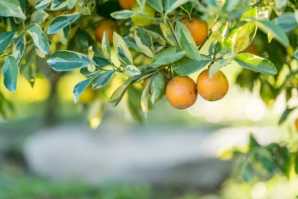 オレンジ ツリー - ファーム オレンジ - オレンジ公園 ロイヤリティフリーのストック写真