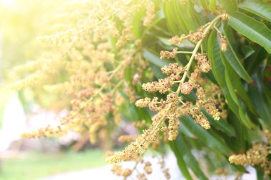 Mango çiçeği açıyor. tarım kavramı