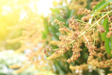 Mango çiçeği açıyor. tarım kavramı