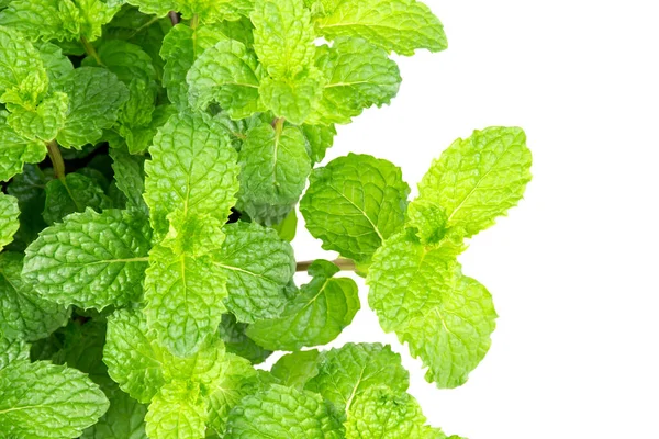 Daun Mint Mentah Segar — Stok Foto