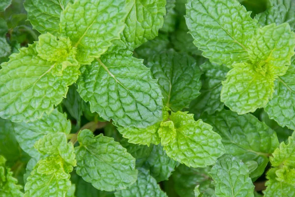 Hojas Frescas Menta Cruda — Foto de Stock