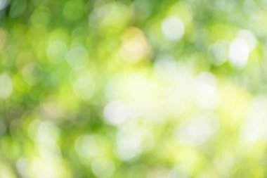 doğa yeşil bokeh arka plan