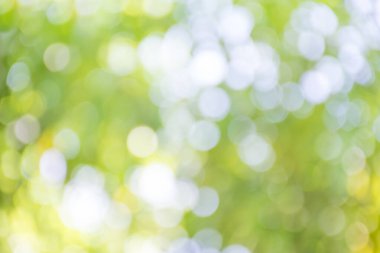 doğa yeşil bokeh arka plan