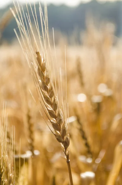 Сырая пшеница — стоковое фото