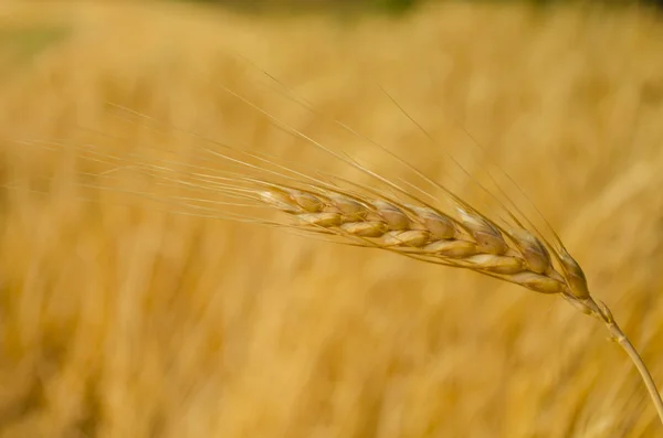 Сырая пшеница — стоковое фото