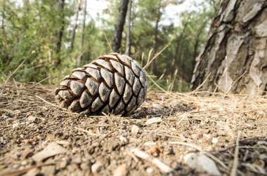 çam kozalağı yolda