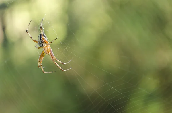 tehlikeli hayvan örümcek  