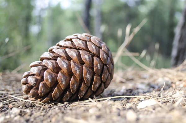  çam kozalağı yolda