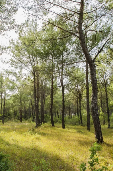 Yeşil Çam Ormanı