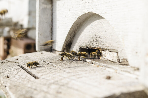  bees in a hive