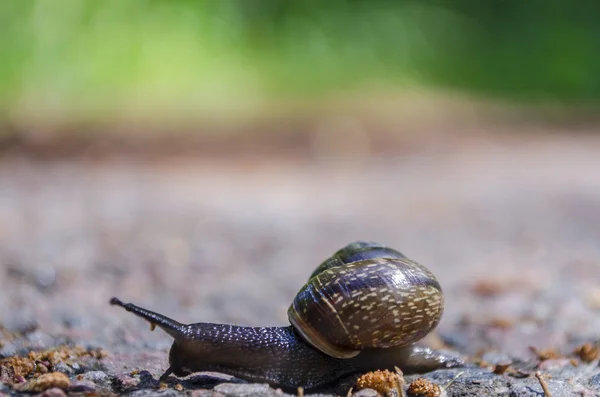 yakın çekim salyangoz