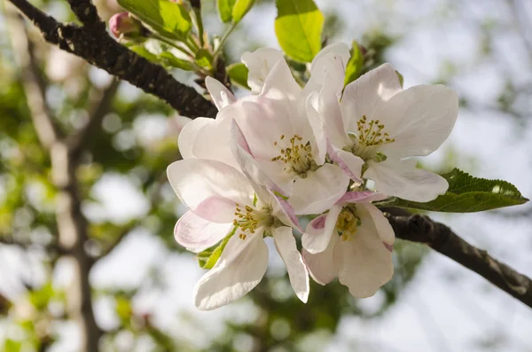 elma çiçeği dallar