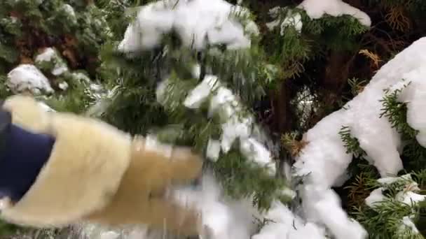 在冬天 女性的手在圣诞节的树上抖落着树枝上的雪 — 图库视频影像