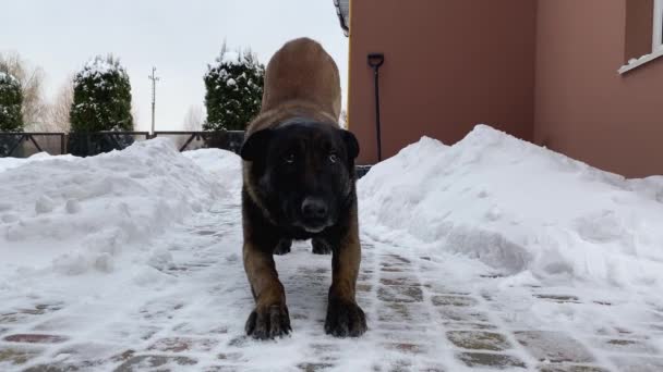 犬はカメラの前に立って尻尾を振る — ストック動画