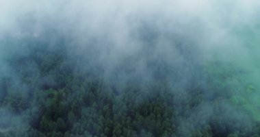 Kamera sisle kaplı yeşil bir ormanın üzerinde uçuyor.