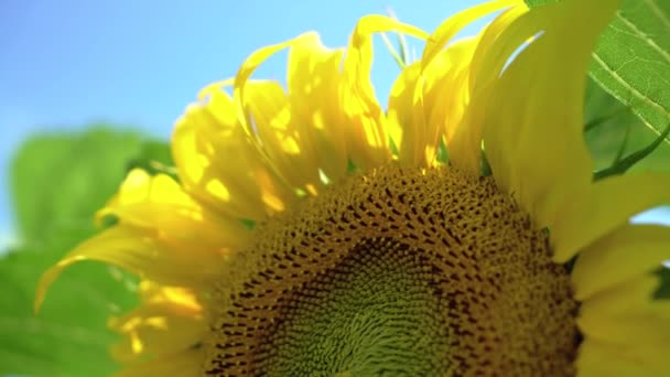 Girassol Florescendo Campo Verão — Vídeo de Stock