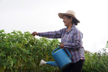 Yaşlı bir Asyalı kadın, elinde mavi bir sulama kabıyla kırsal bir bahçede yeşil bitkileri incelerken gülümsüyor. Sahne, sürdürülebilir tarım, sakin doğa yaşamı ve doğadaki neşeli günlük işleri ön plana çıkarıyor..                               