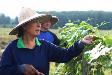 Asyalı çiftçiler kırsal alanda bahçe çitleri boyunca taze sebze topluyor. Sürdürülebilir yaşam, ev yapımı gıda, kıdemli yaşam tarzı, tarım, aile desteği, kırsal yaşam kavramı.                      